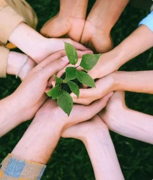 Hands holding a plant - Growth and Collaboration